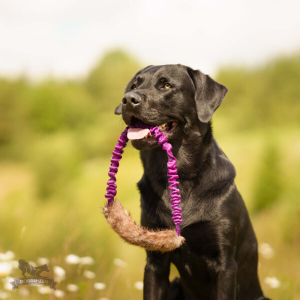 Doggie-Zen Bungee Ring Bæver