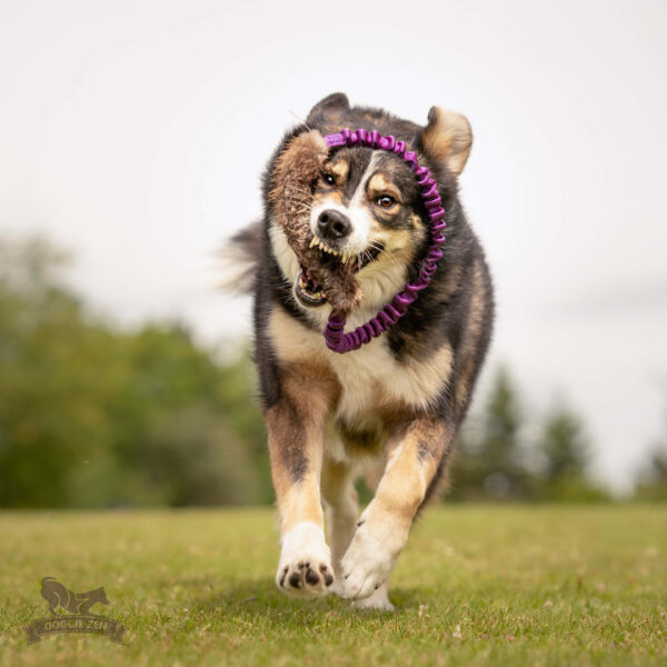Doggie-Zen Bungee Ring Bæver - Image 4