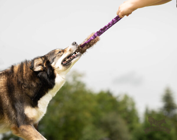 Doggie-Zen Bungee Ring Bæver - Image 3