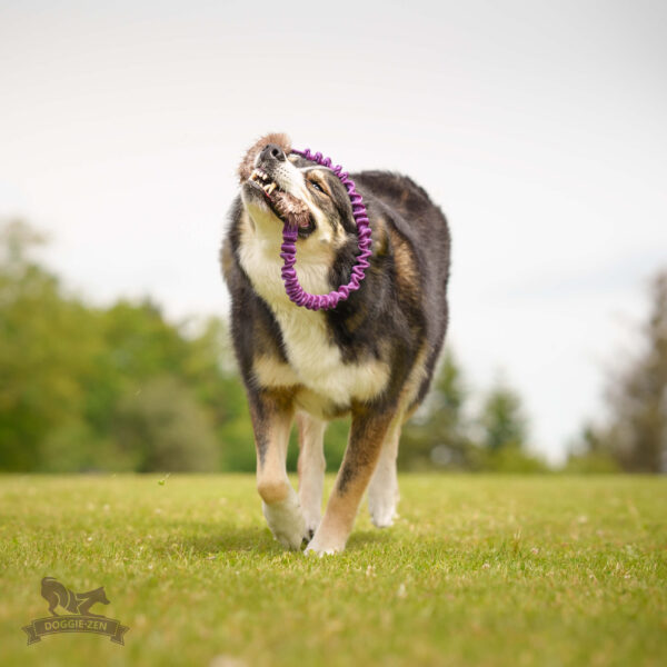 Doggie-Zen Bungee Ring Bæver - Image 2