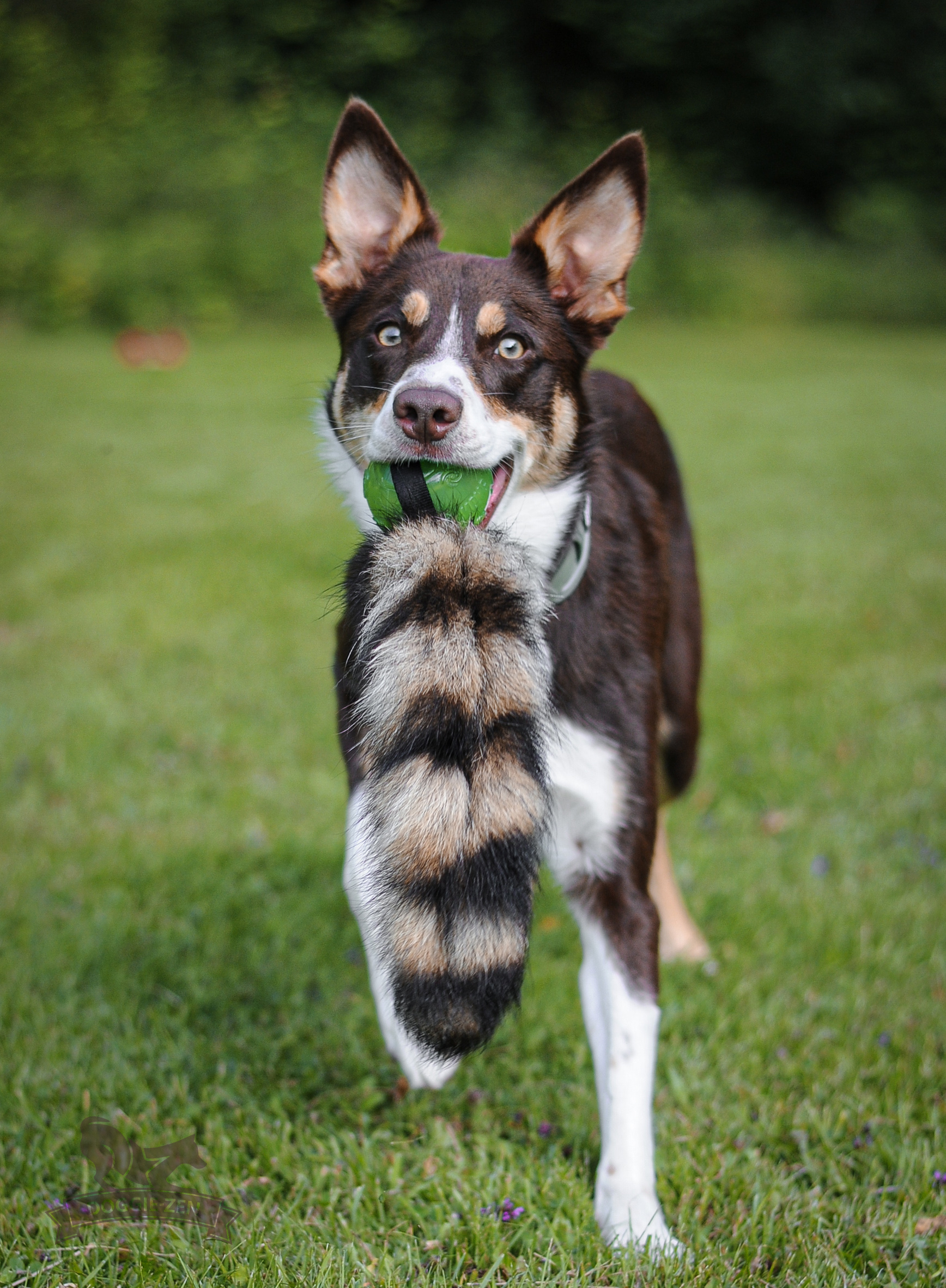 Doggie-Zen Vaskebjørn med bold - Billede 6