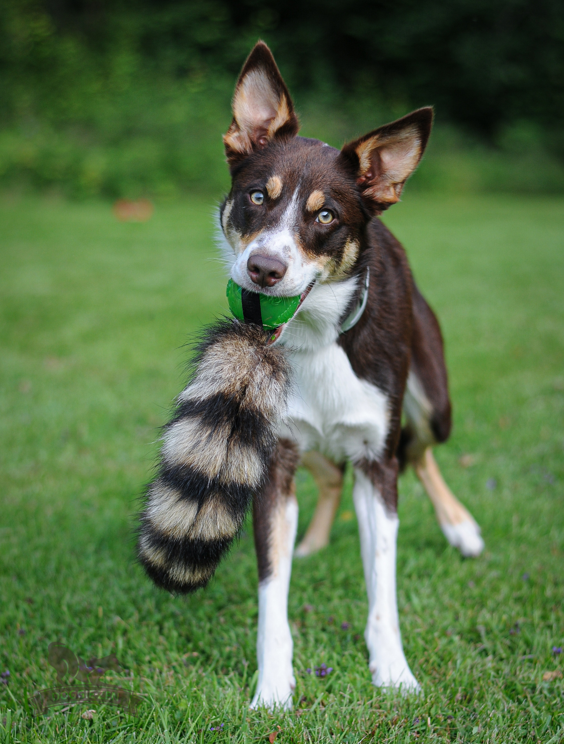 Doggie-Zen Vaskebjørn med bold - Billede 5