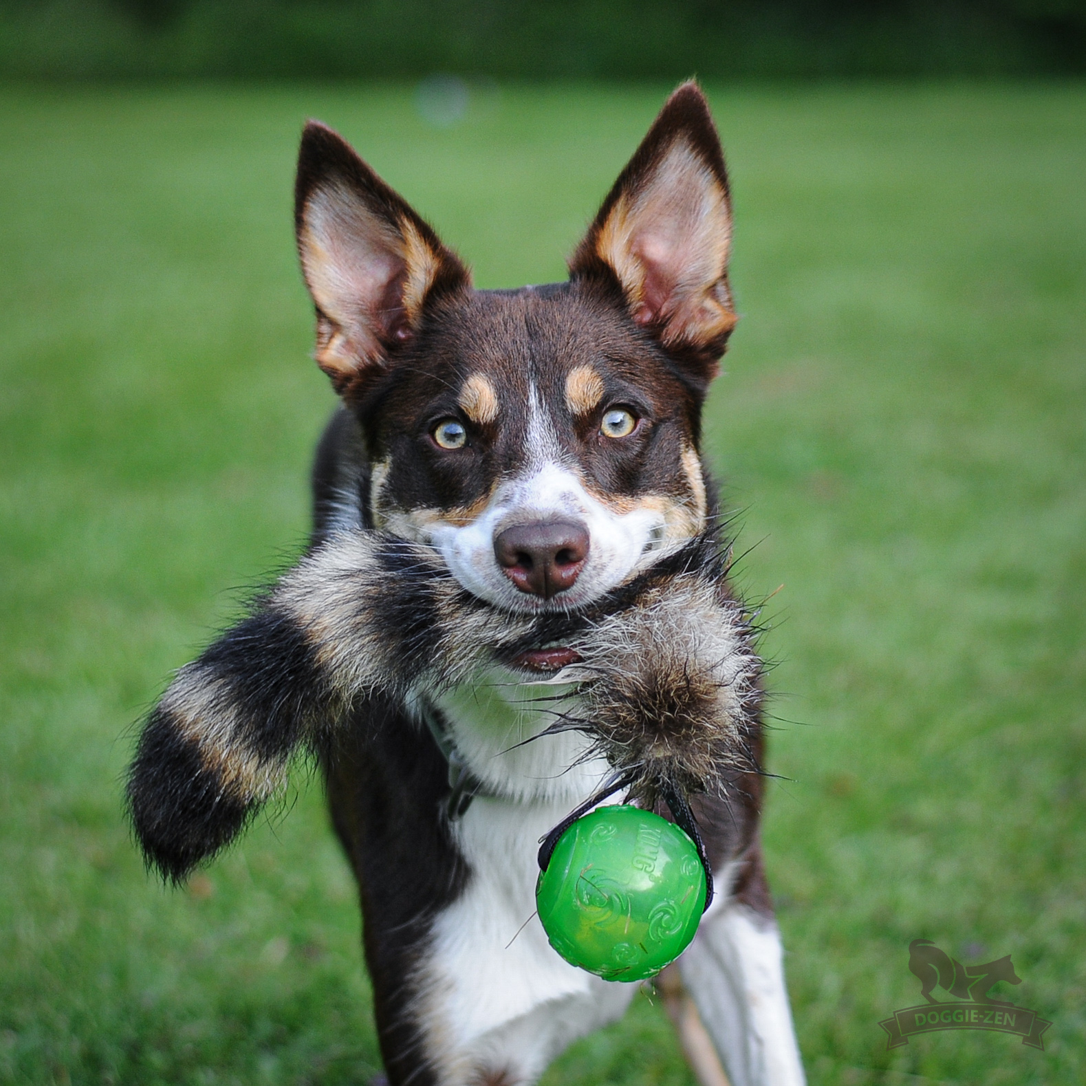 Doggie-Zen Vaskebjørn med bold - Billede 2