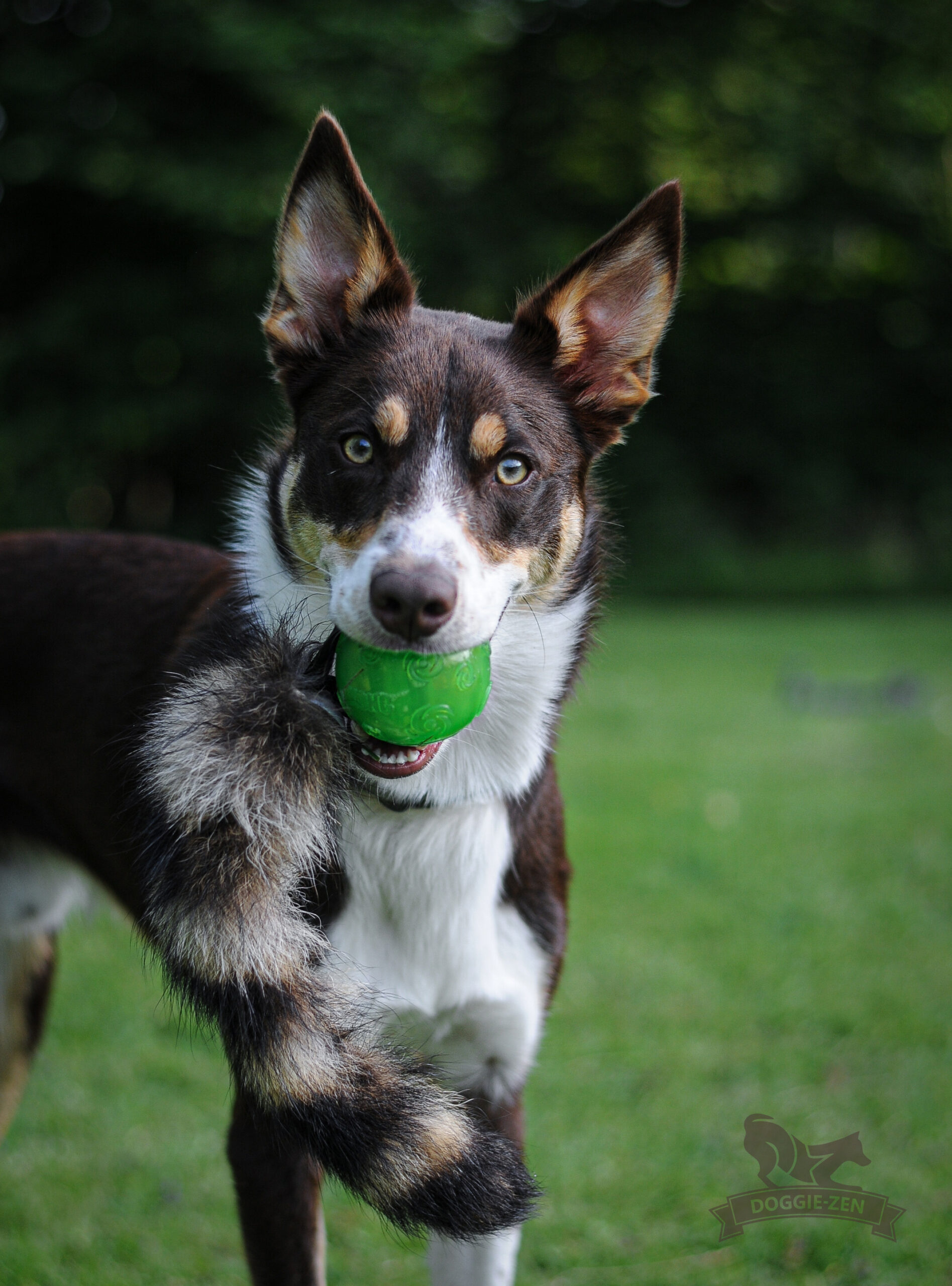 Doggie-Zen Vaskebjørn med bold - Billede 8