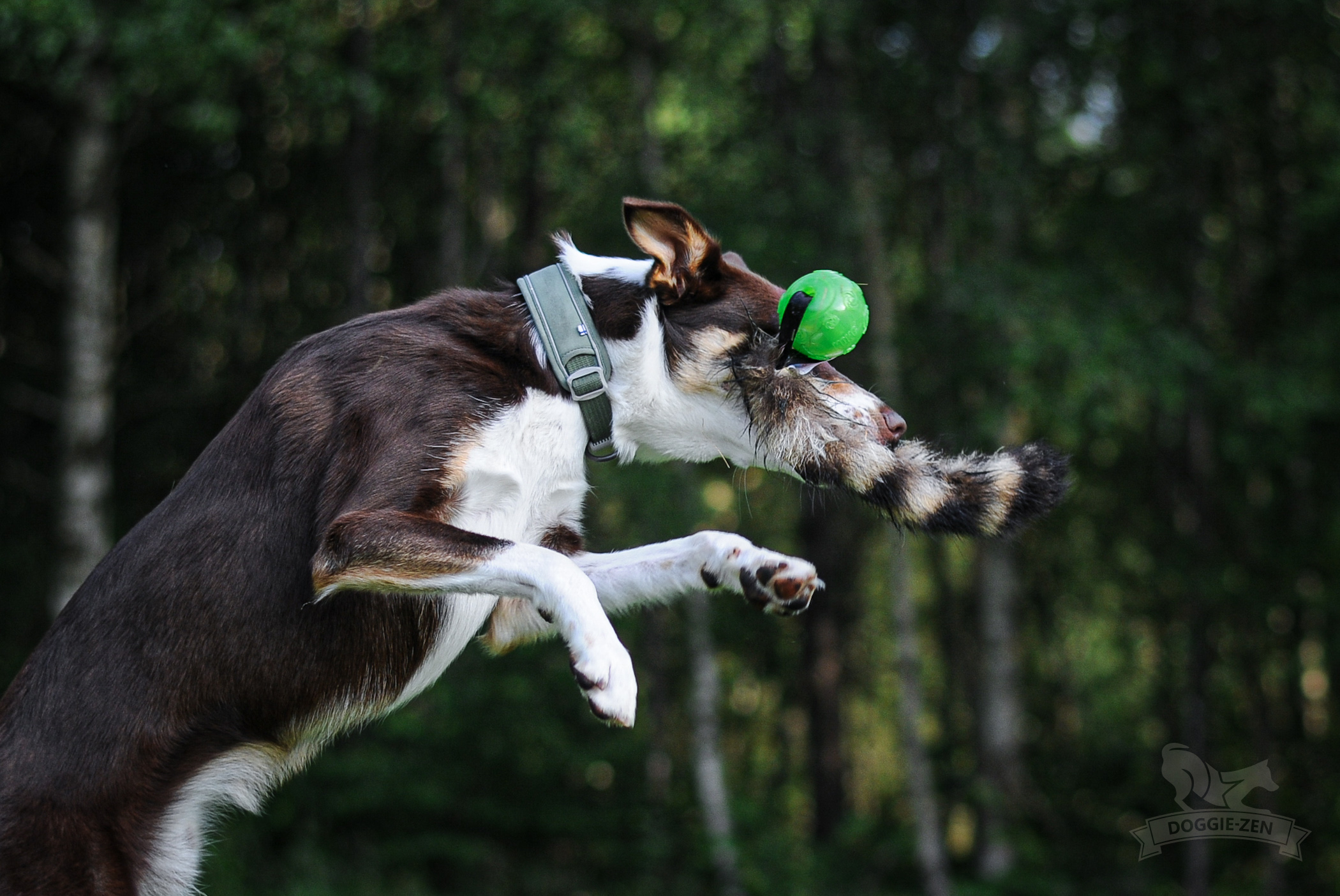 Doggie-Zen Vaskebjørn med bold