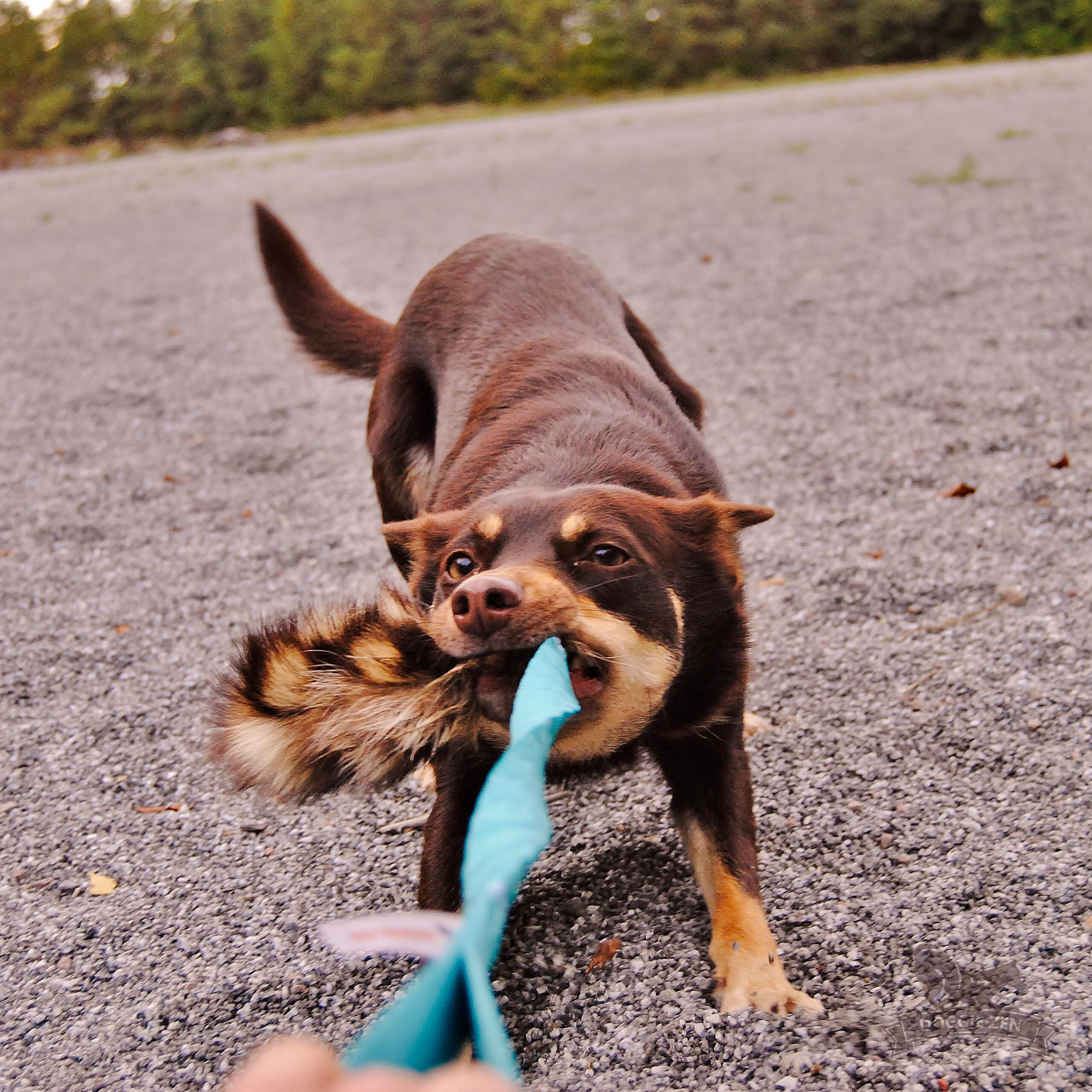 Doggie-Zen Bungee med vaskebjørn - Billede 2