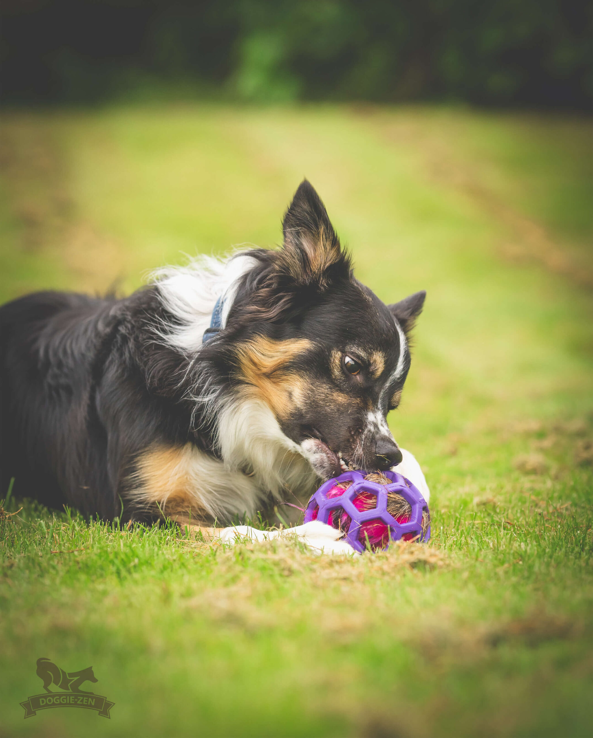 Doggie-Zen Pelspude - Hjorteskind med pibelyd – Fyld til Hol-EE bolde (Deer hide with squeek sound – Insert for Hol-ee toys) - Billede 2