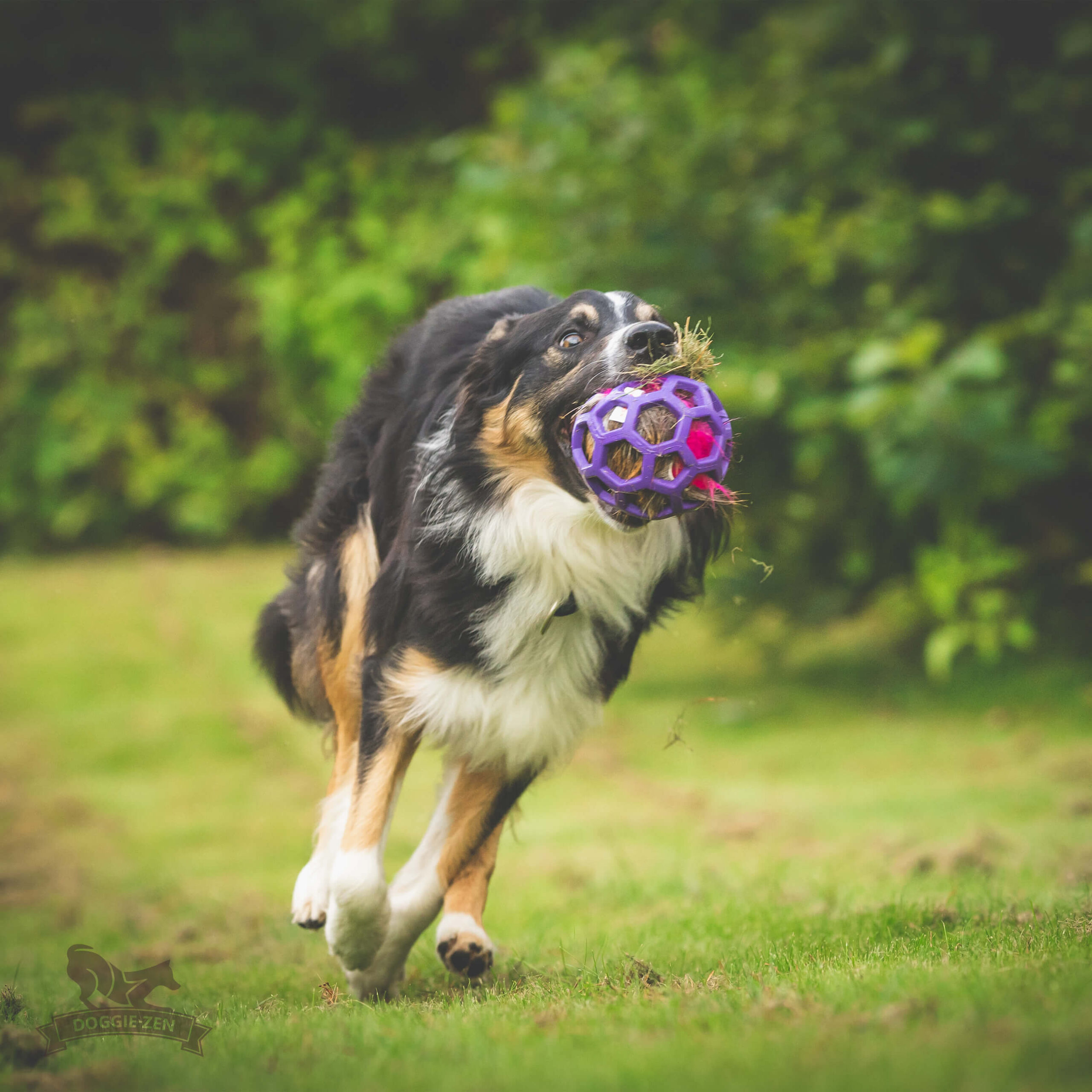 Doggie-Zen Pelspude - Hjorteskind med pibelyd – Fyld til Hol-EE bolde (Deer hide with squeek sound – Insert for Hol-ee toys) - Billede 4