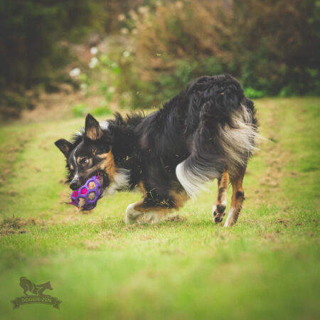 {{brizy_dc_image_alt entityId=