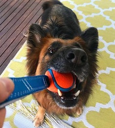 Chuckit Ultra Tug - Bold med håndtag