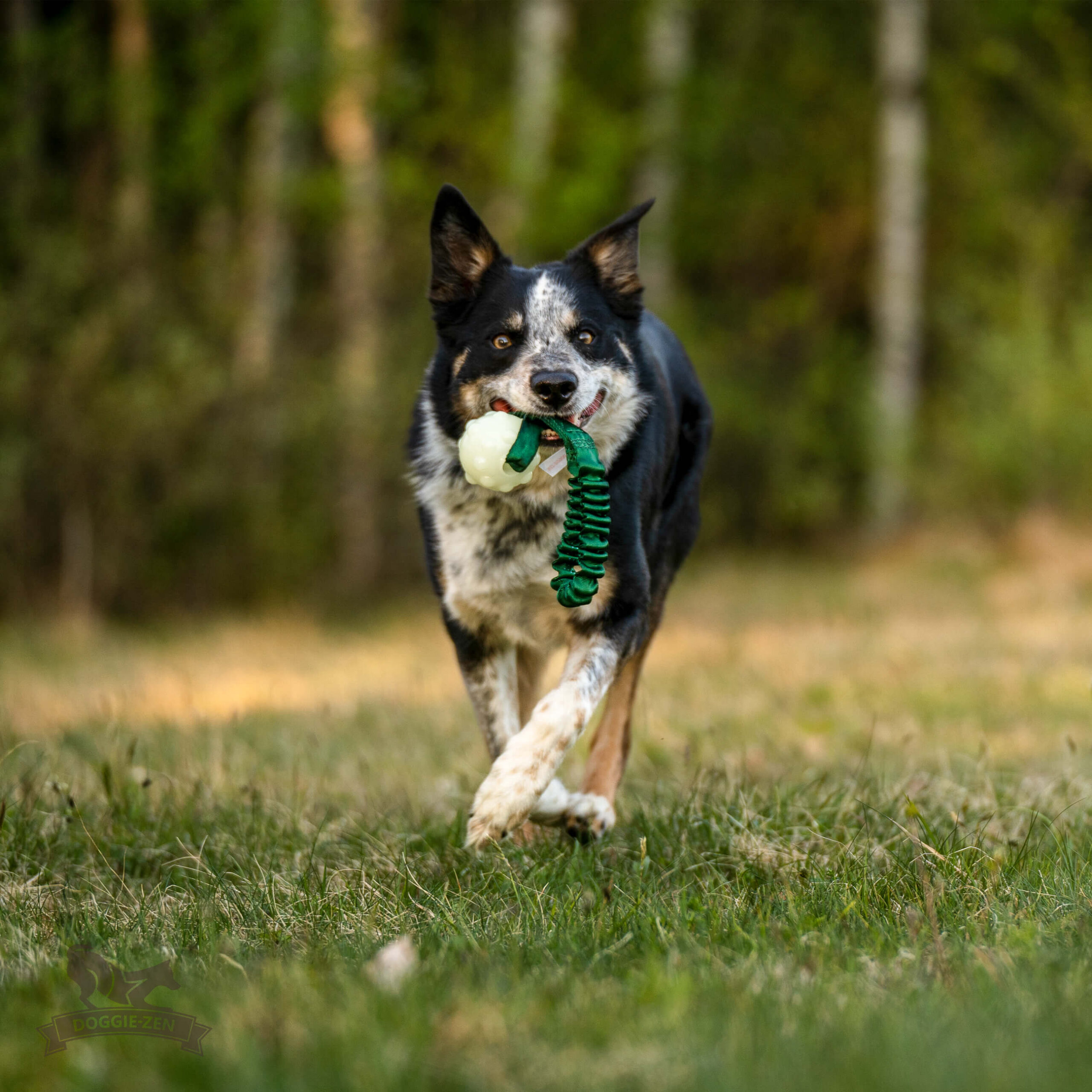 Doggie-Zen Lommestørrelse Jolly Jumper med bold og bungee - Billede 4