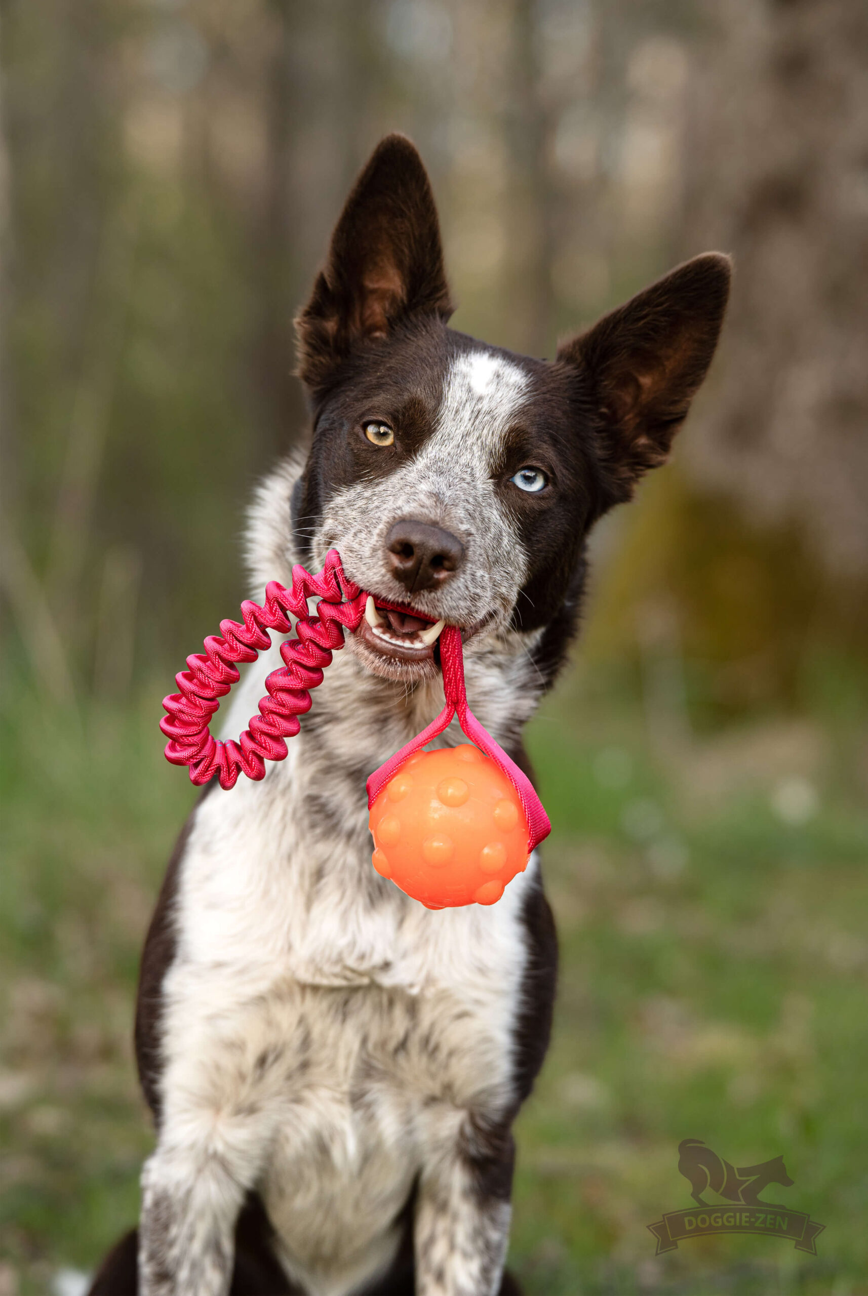 Doggie-Zen Lommestørrelse Jolly Jumper med bold og bungee - Billede 3