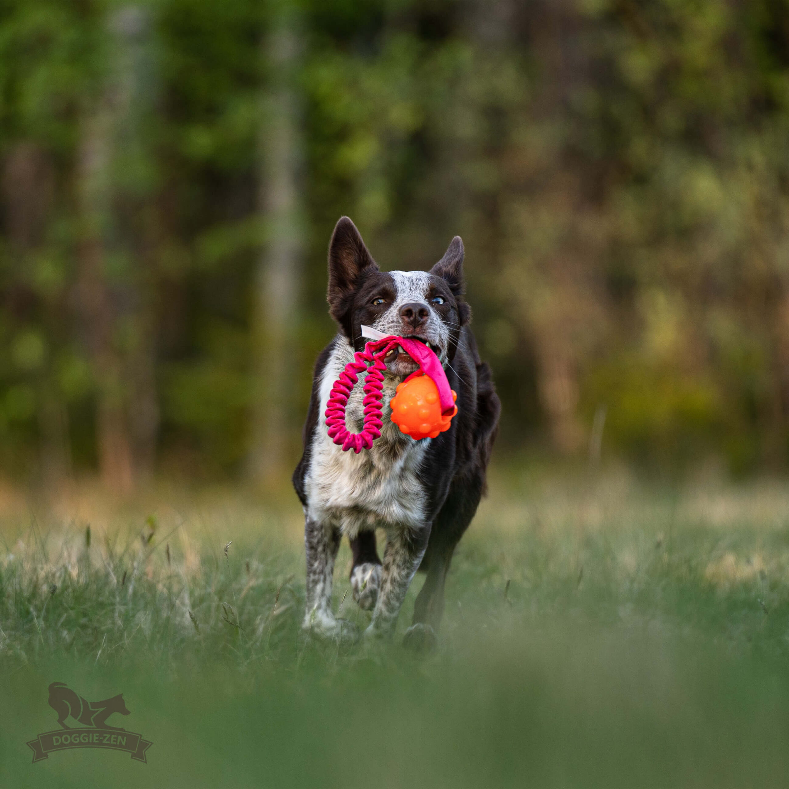 Doggie-Zen Lommestørrelse Jolly Jumper med bold og bungee - Billede 7