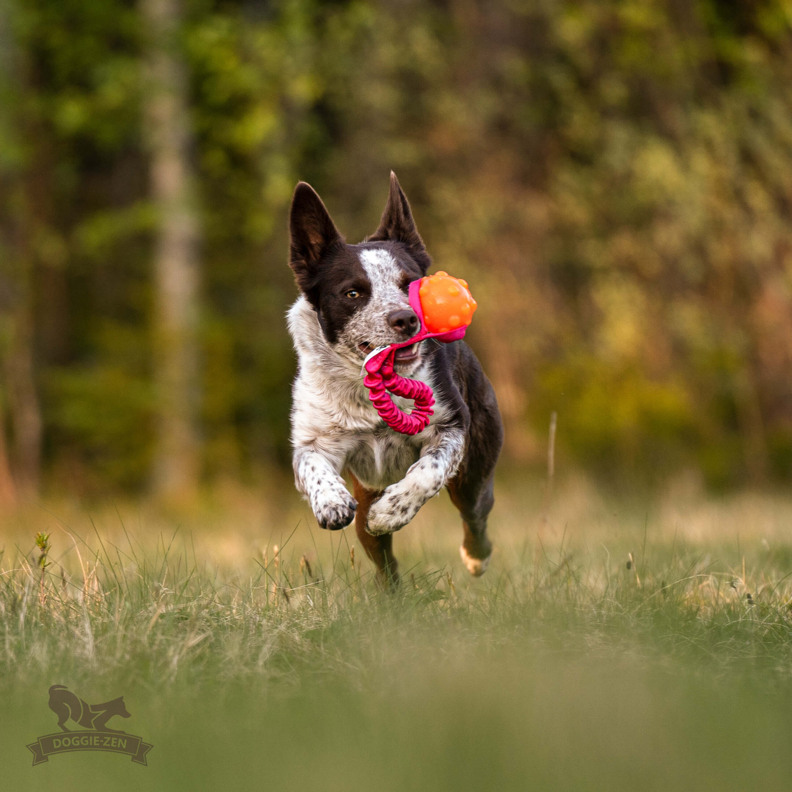 Doggie-Zen Lommestørrelse Jolly Jumper med bold og bungee - Billede 5
