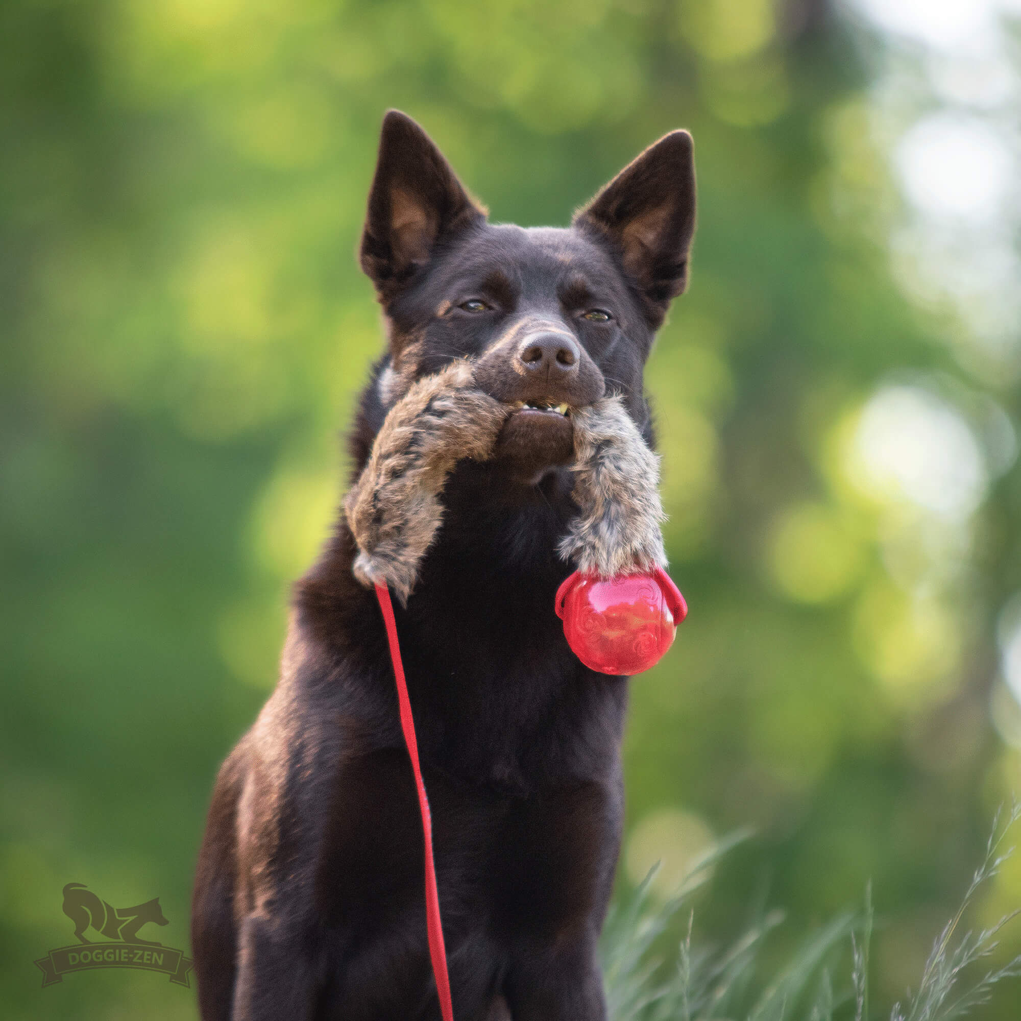 Doggie-Zen Bungee chaser med kanin og KONG Squeezz-pibebold