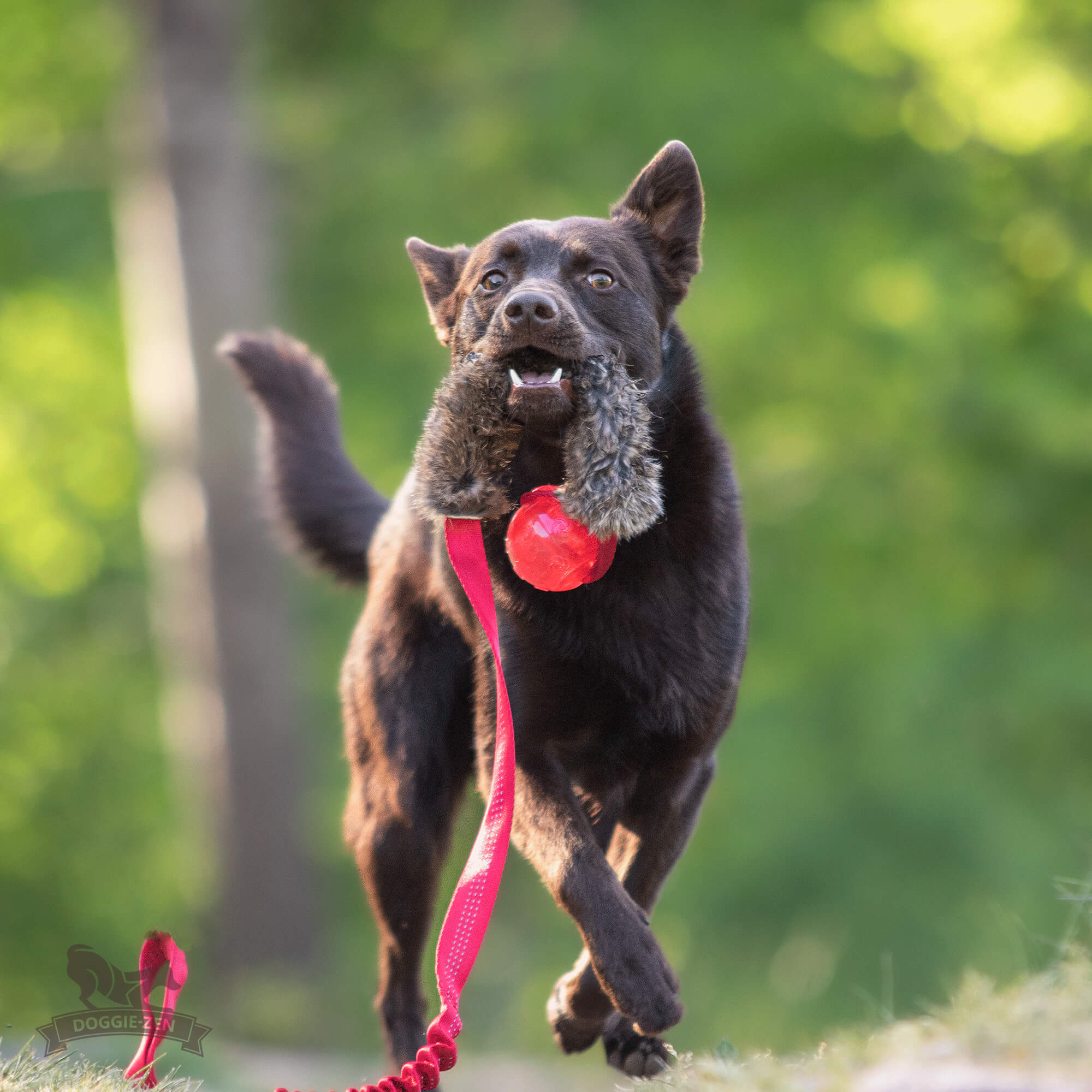 Doggie-Zen Bungee chaser med kanin og KONG Squeezz-pibebold - Billede 5