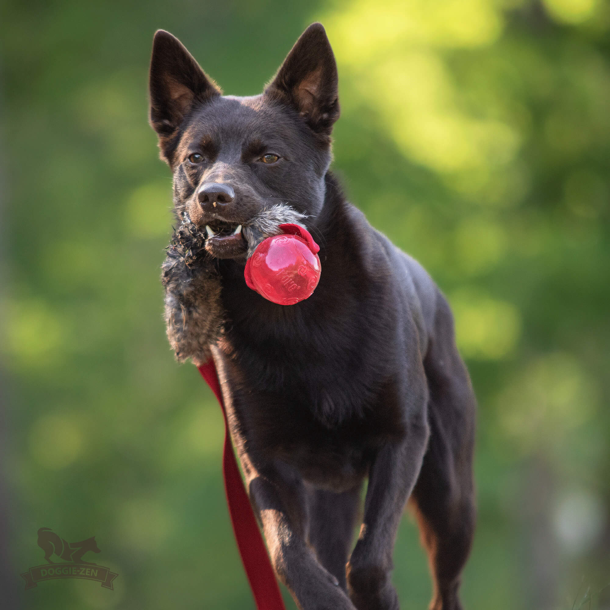 Doggie-Zen Bungee chaser med kanin og KONG Squeezz-pibebold - Billede 3