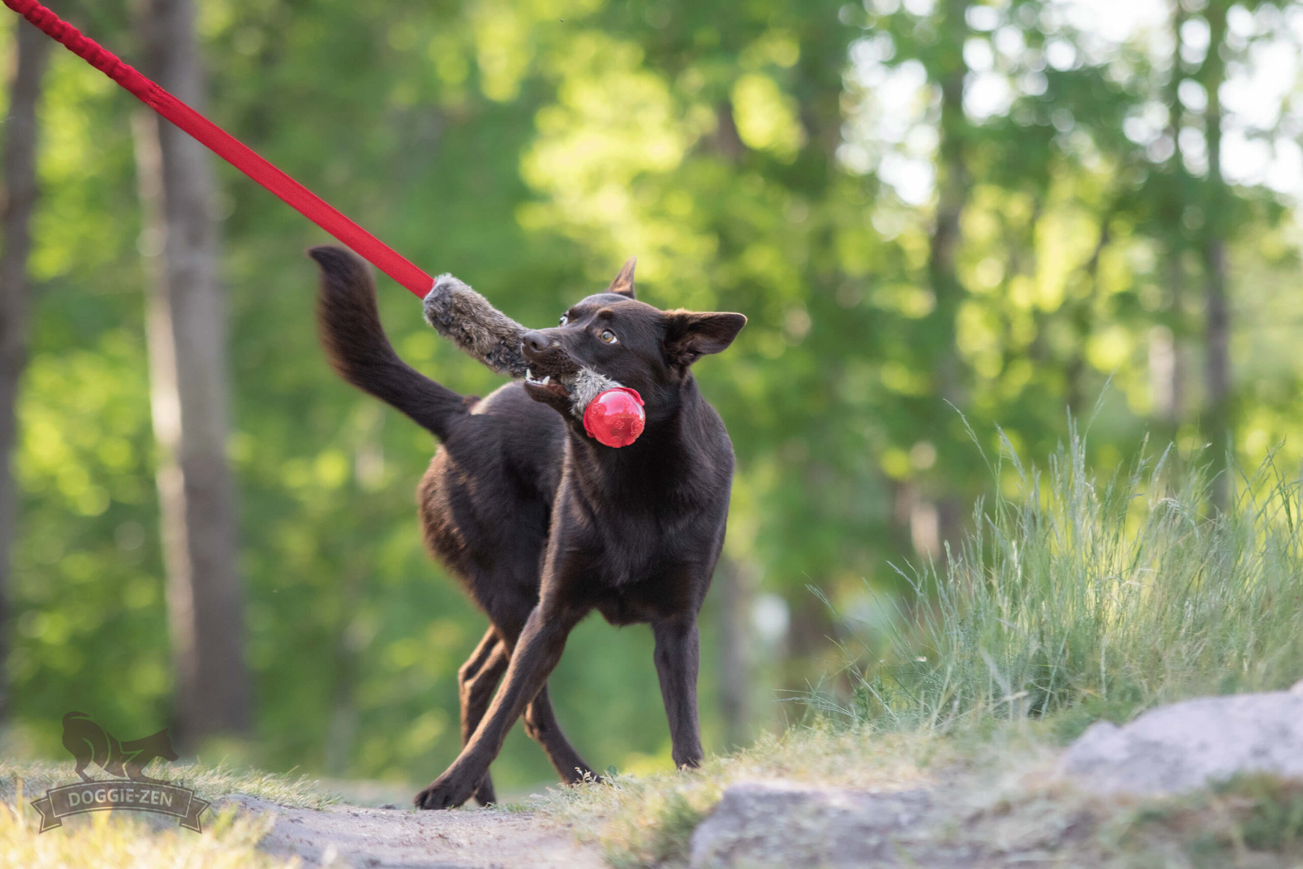 Doggie-Zen Bungee chaser med kanin og KONG Squeezz-pibebold - Billede 4