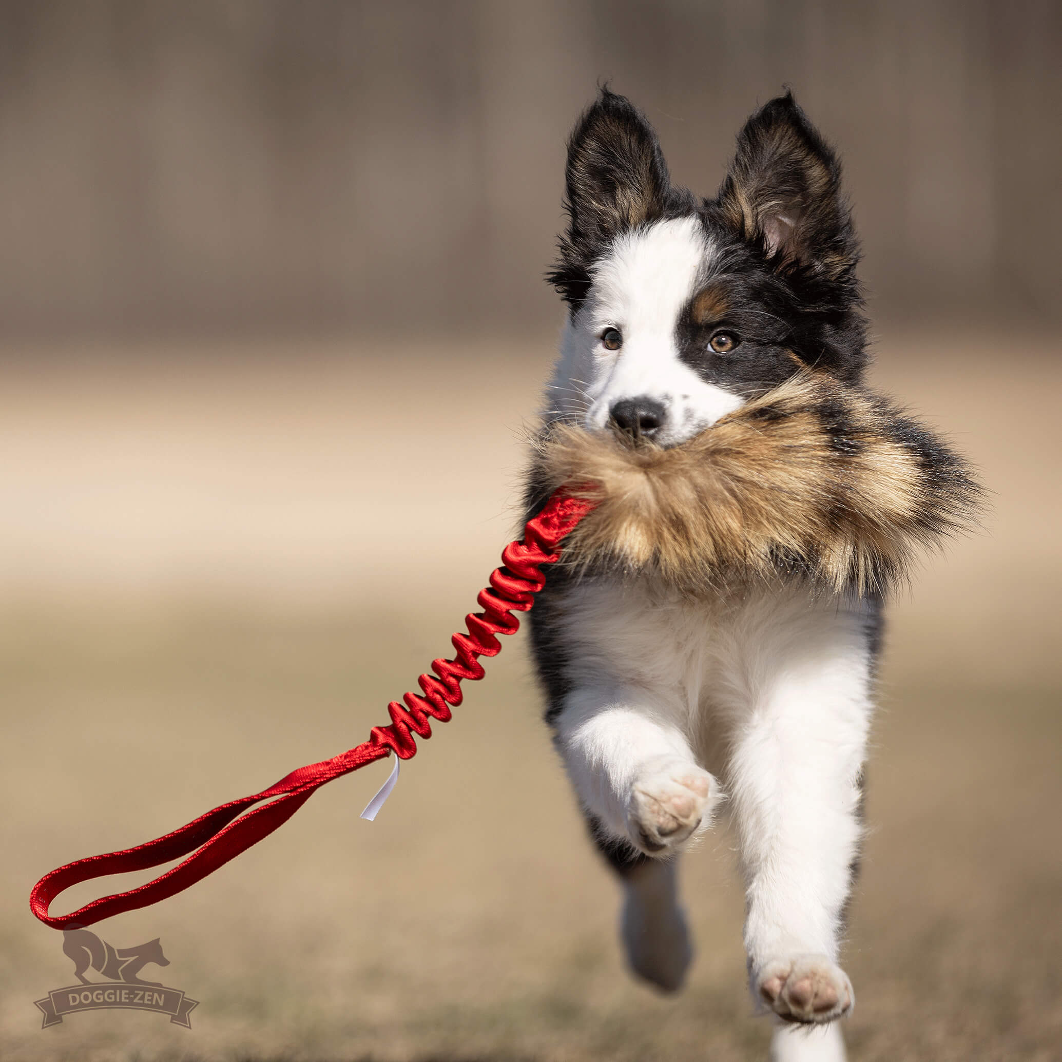 Doggie-Zen Bungee med vaskebjørn