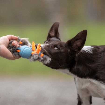 {{brizy_dc_image_alt entityId=