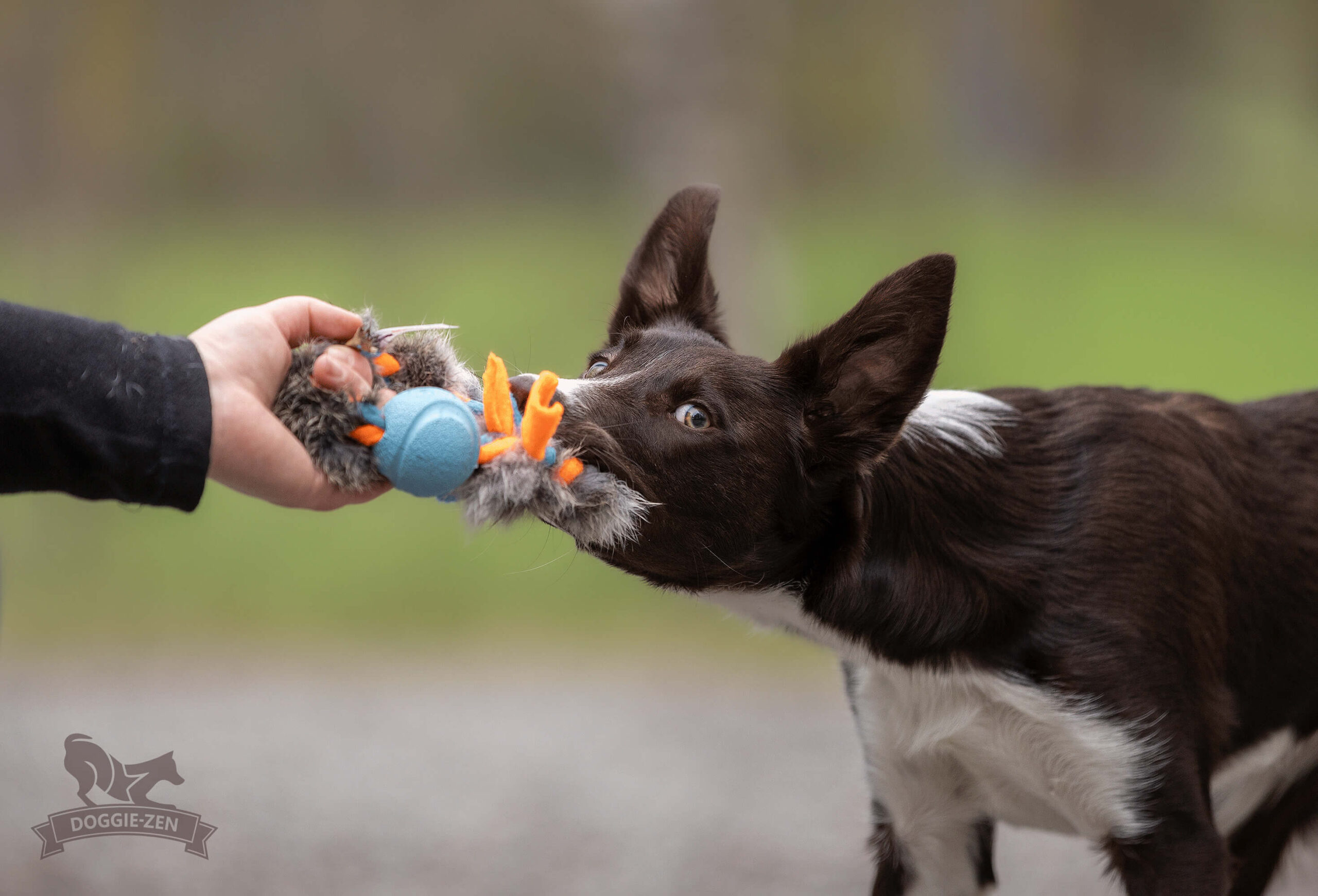 Doggie-Zen Fleece 'n Rabbit Braid Ring med Chuckit bold STR. Small