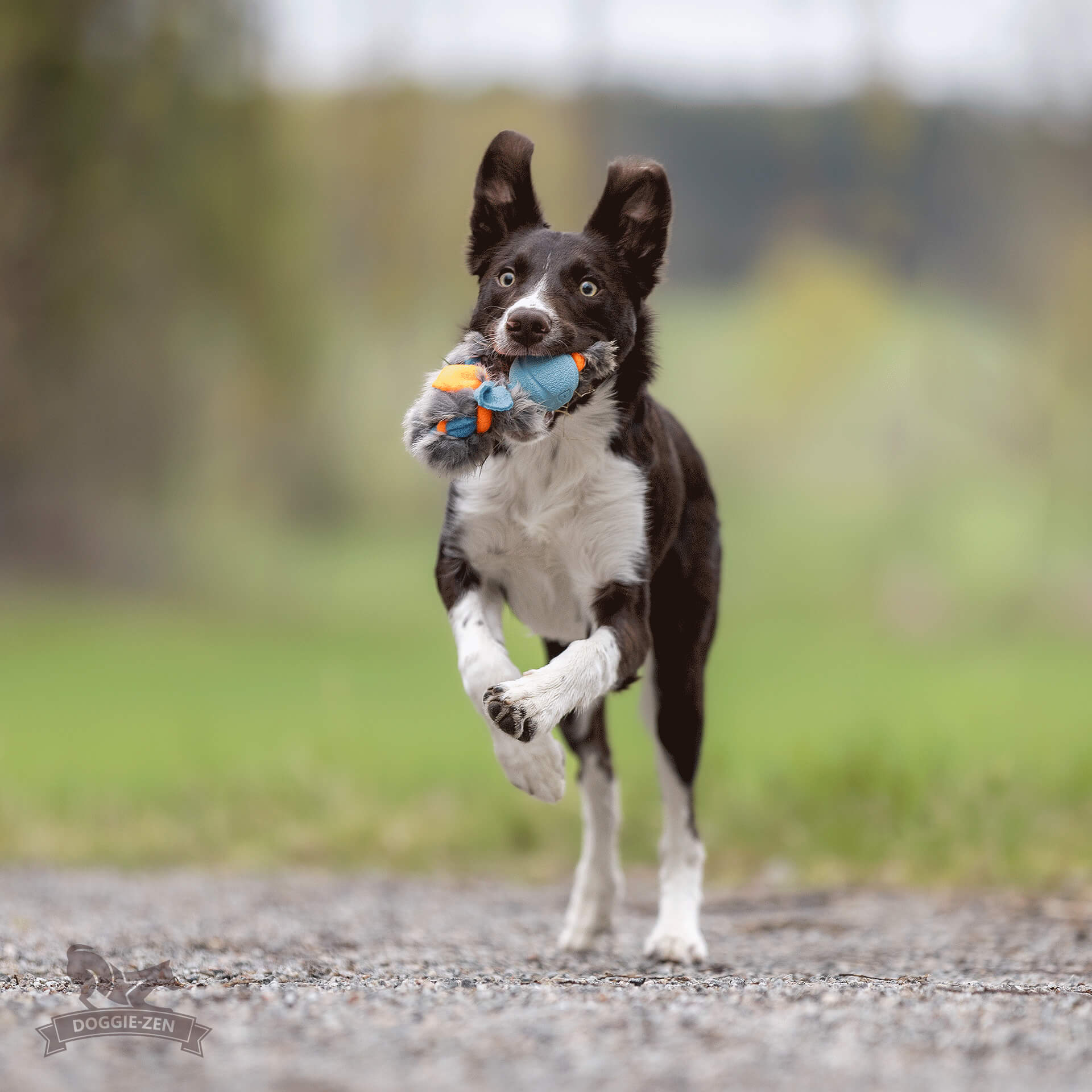 Doggie-Zen Fleece 'n Rabbit Braid Ring med Chuckit bold STR. Small - Billede 4