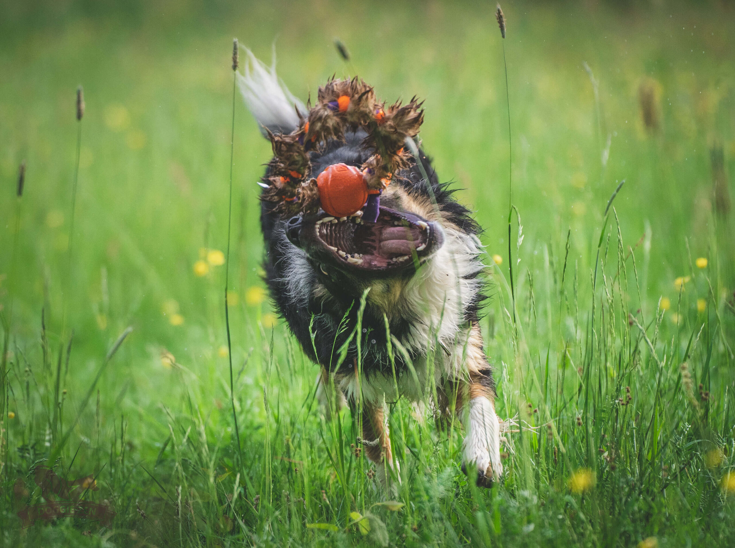 Doggie-Zen Fleece 'n Rabbit Braid Ring med Chuckit bold STR. Medium - Billede 2