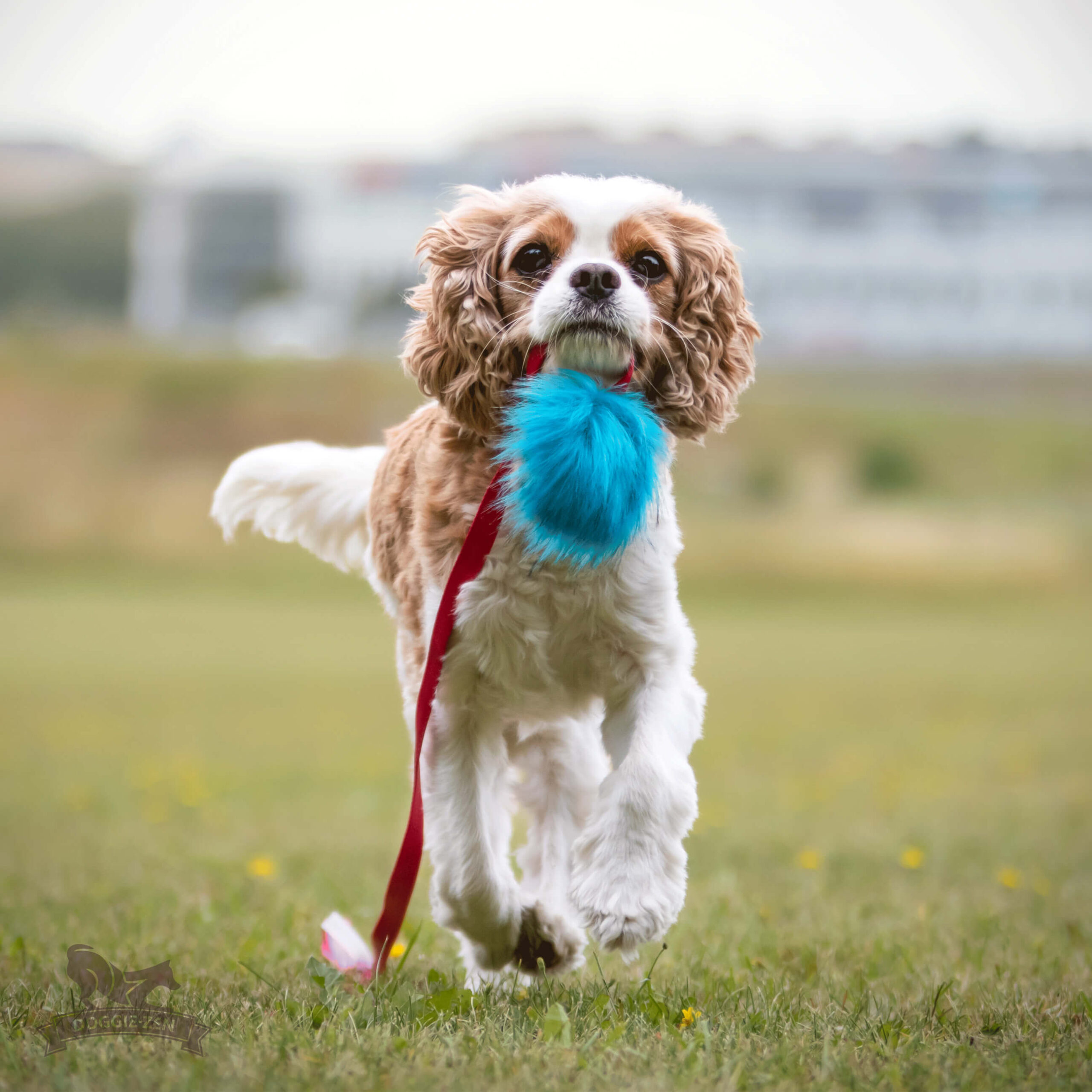 Doggie-Zen Chaser med kanin og pib - Billede 4