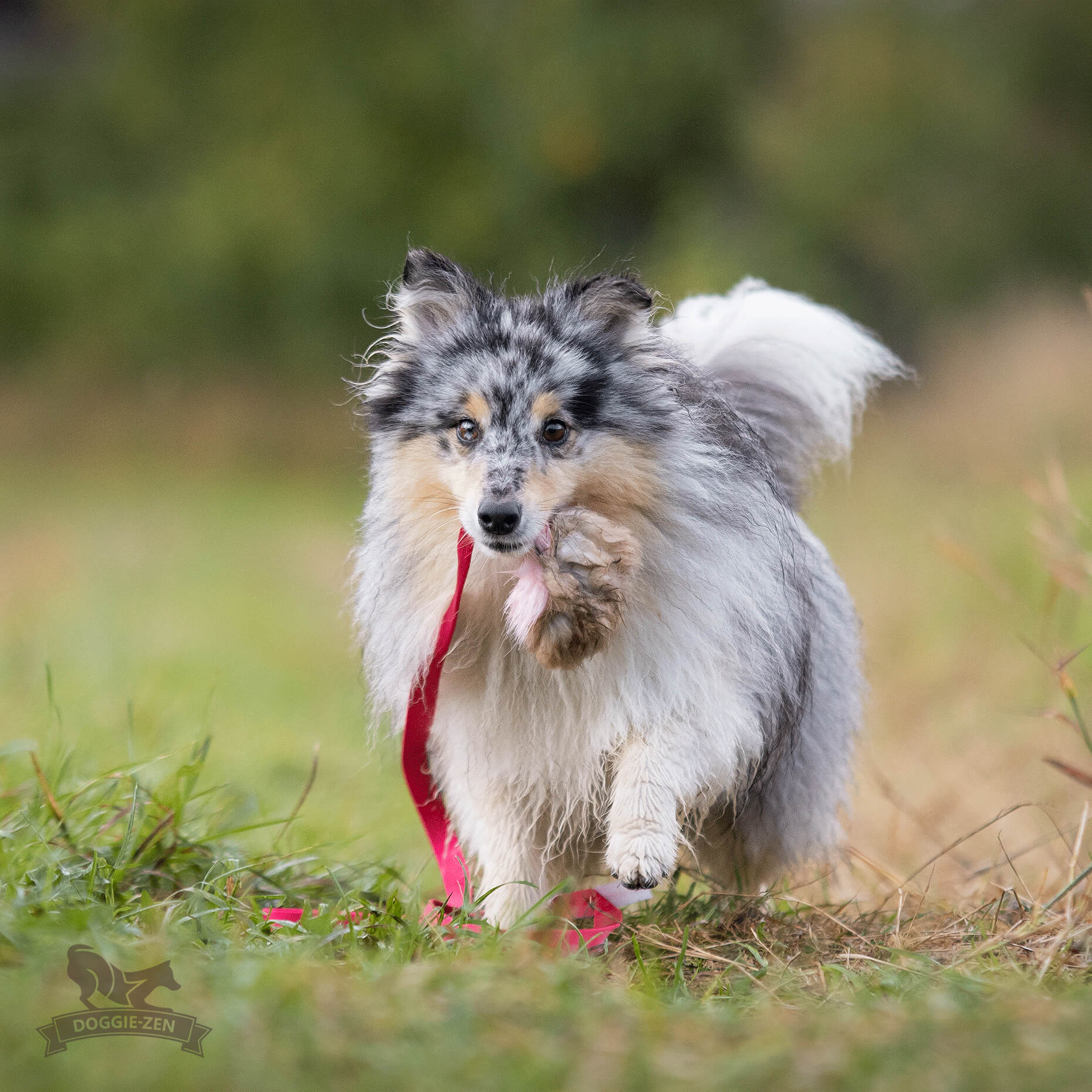 Doggie-Zen Chaser med kanin og pib - Billede 6