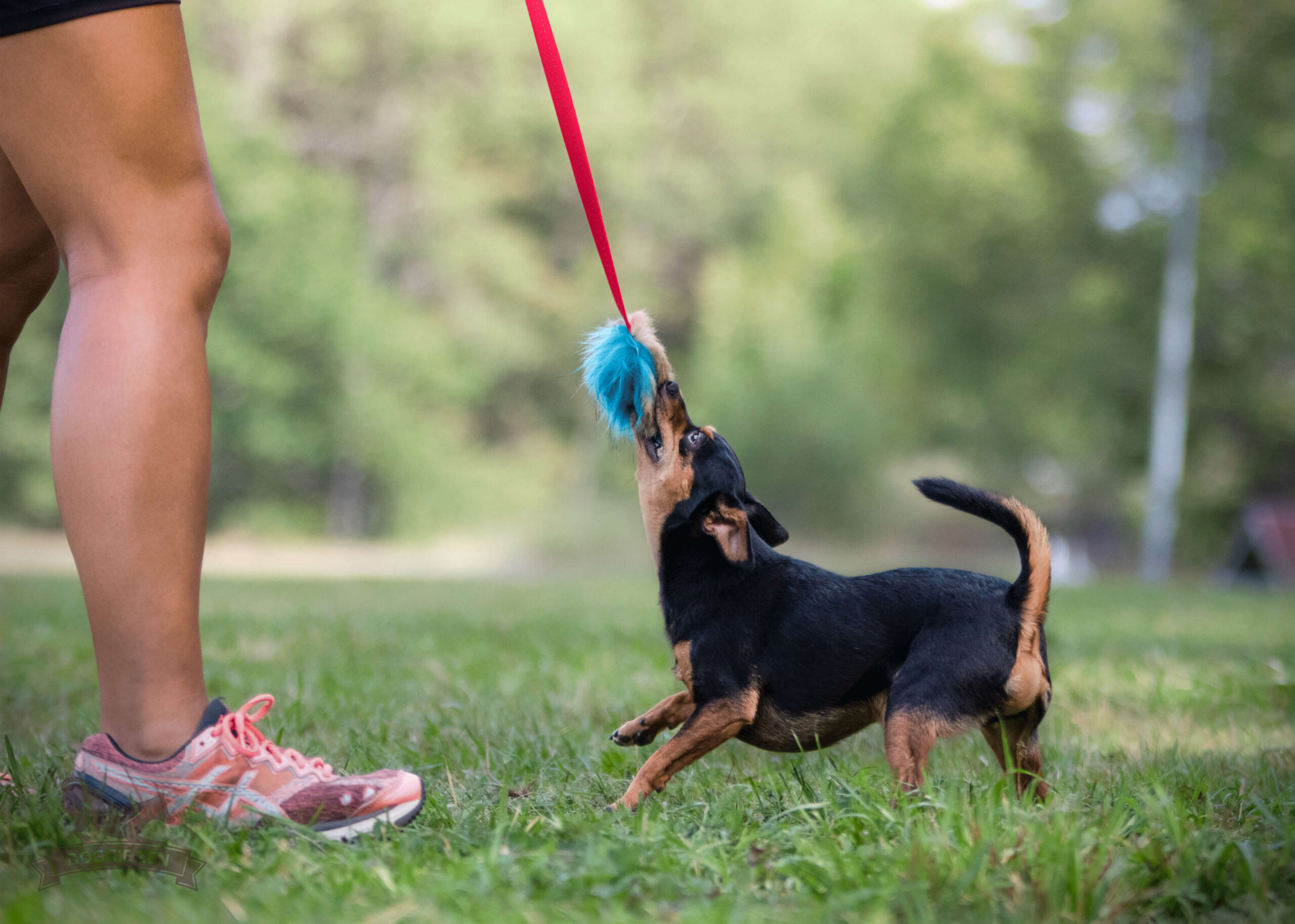 Doggie-Zen Chaser med kanin og pib - Billede 10