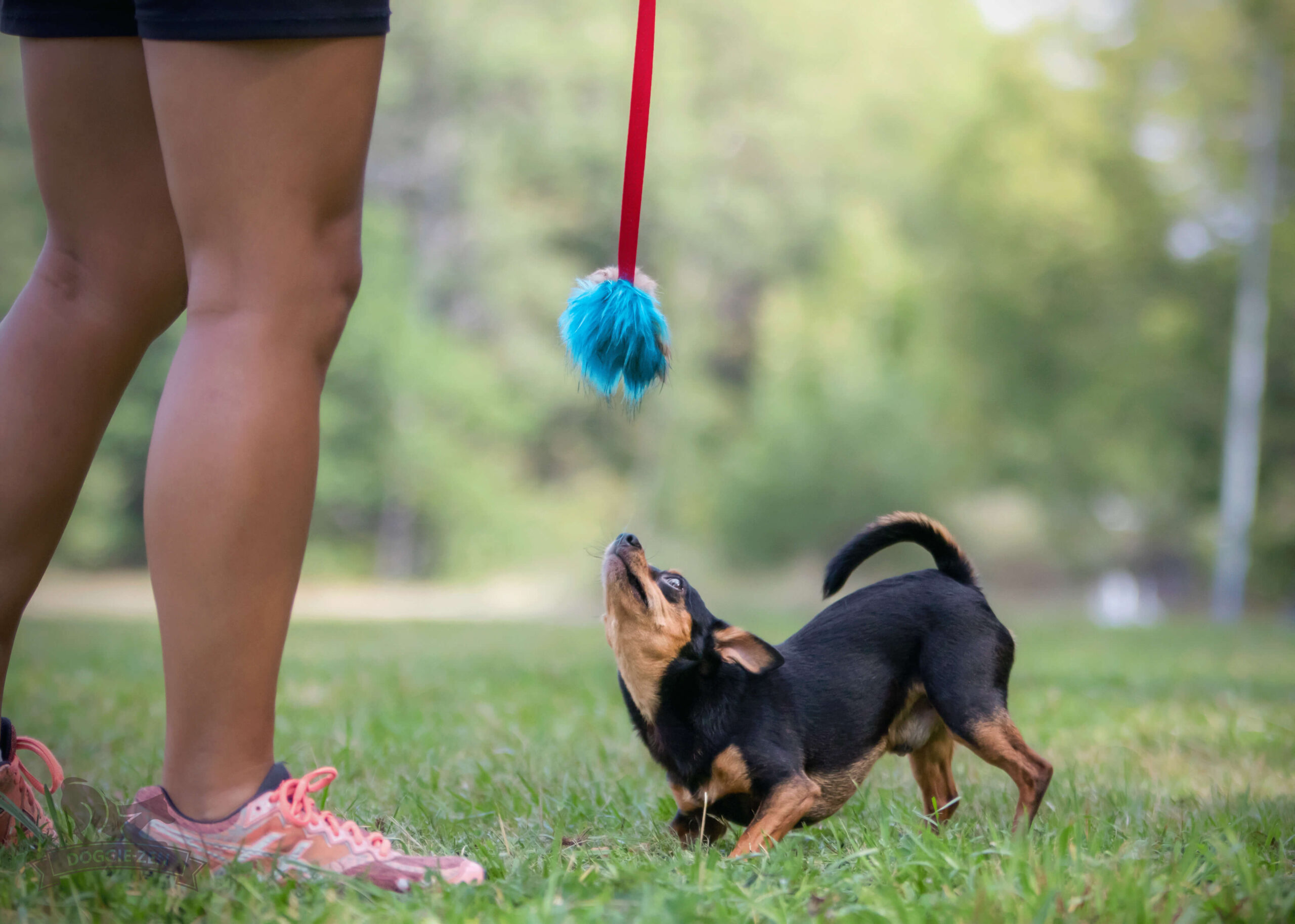 Doggie-Zen Chaser med kanin og pib - Billede 12
