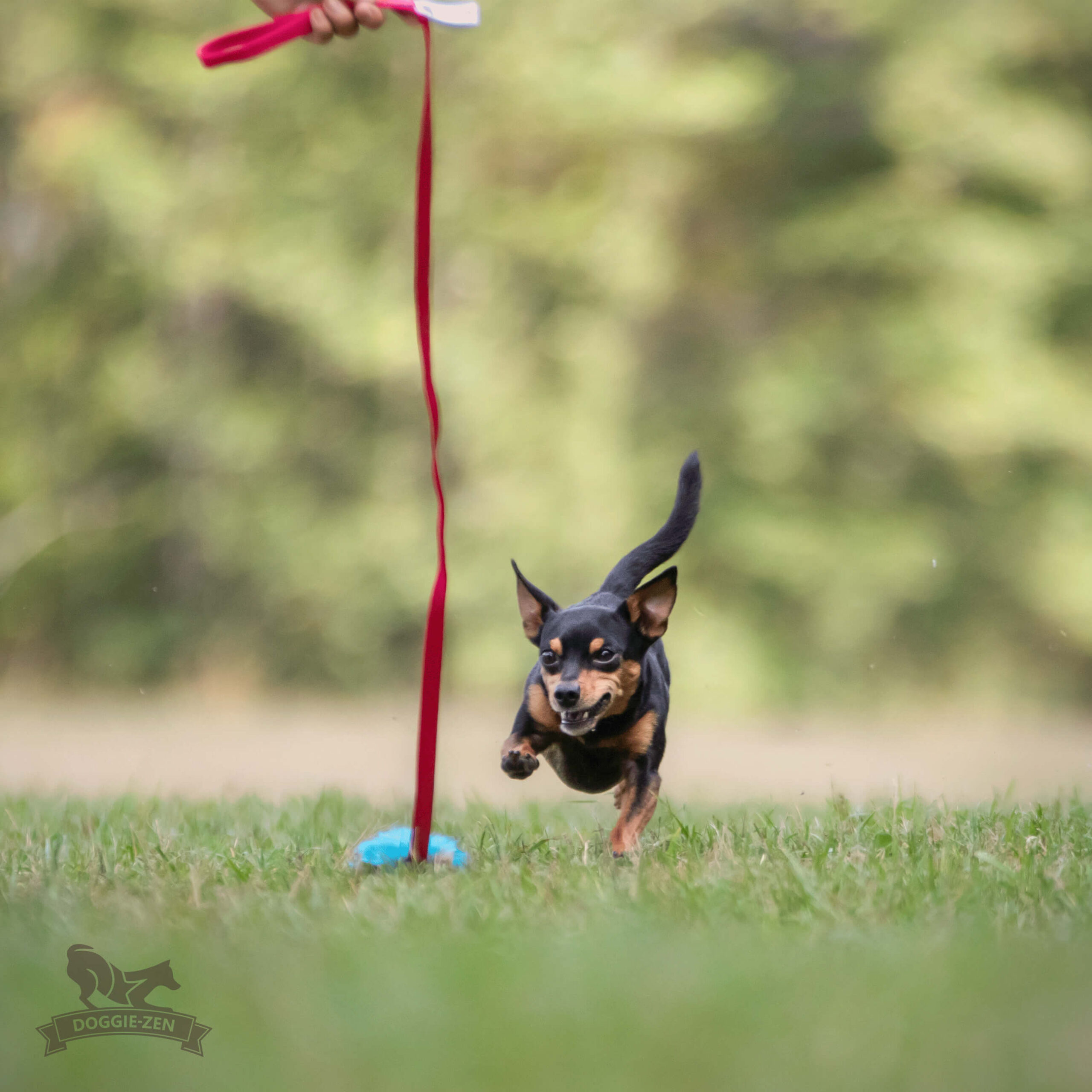 Doggie-Zen Chaser med kanin og pib - Billede 5
