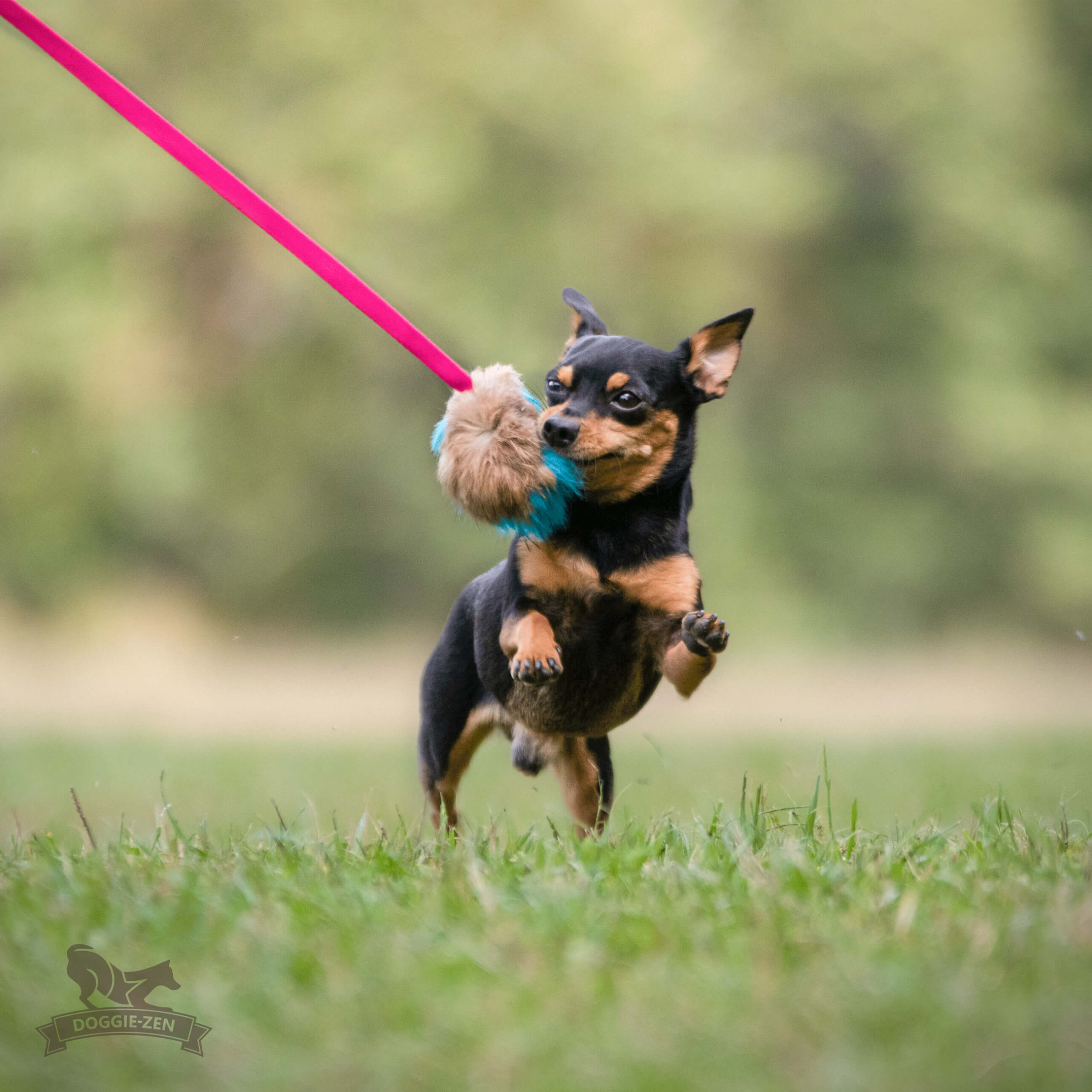 Doggie-Zen Chaser med kanin og pib - Billede 2