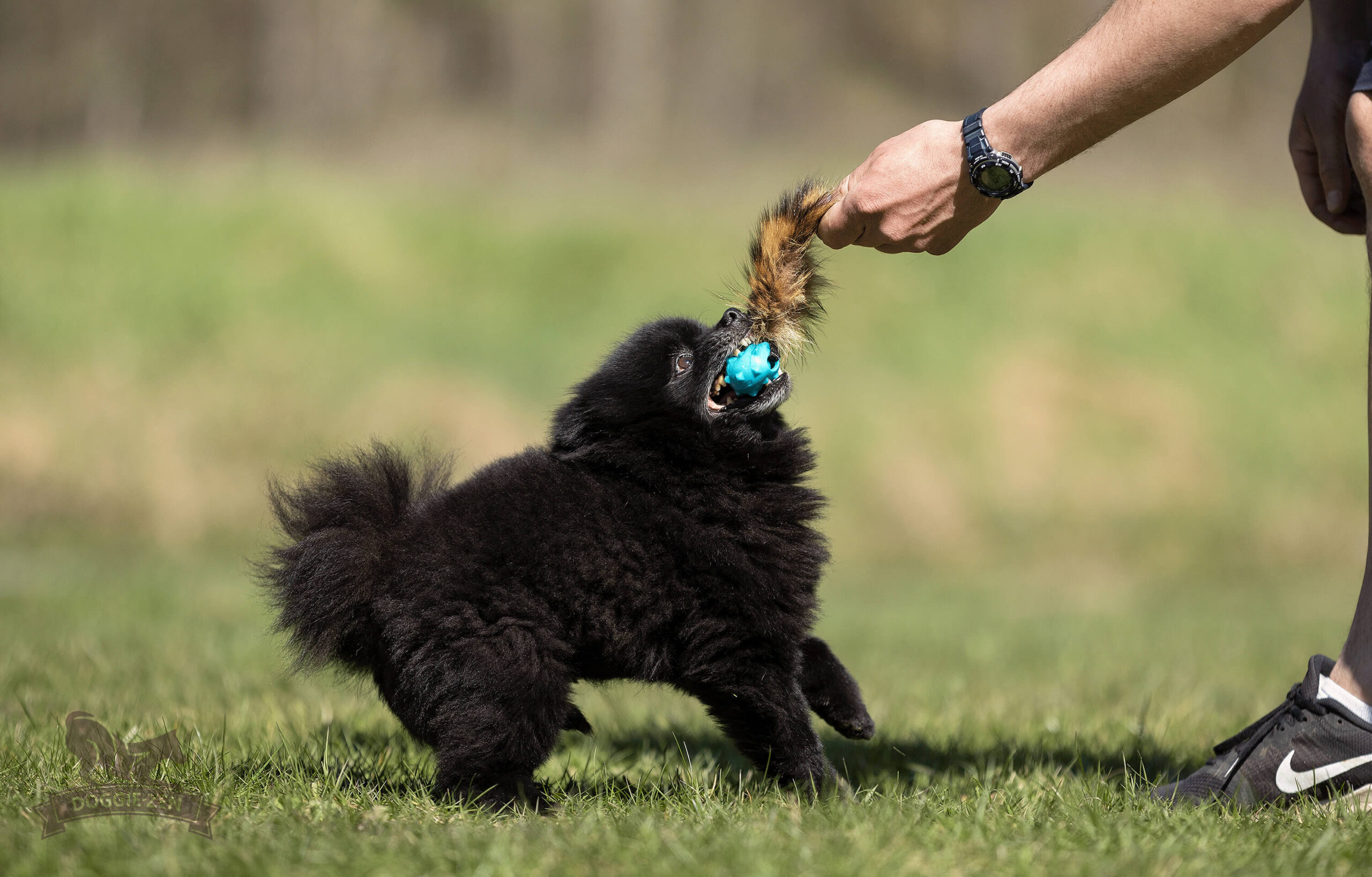 Doggie-Zen Vaskebjørnshale med Amazing Knobble-pibebold - Billede 3
