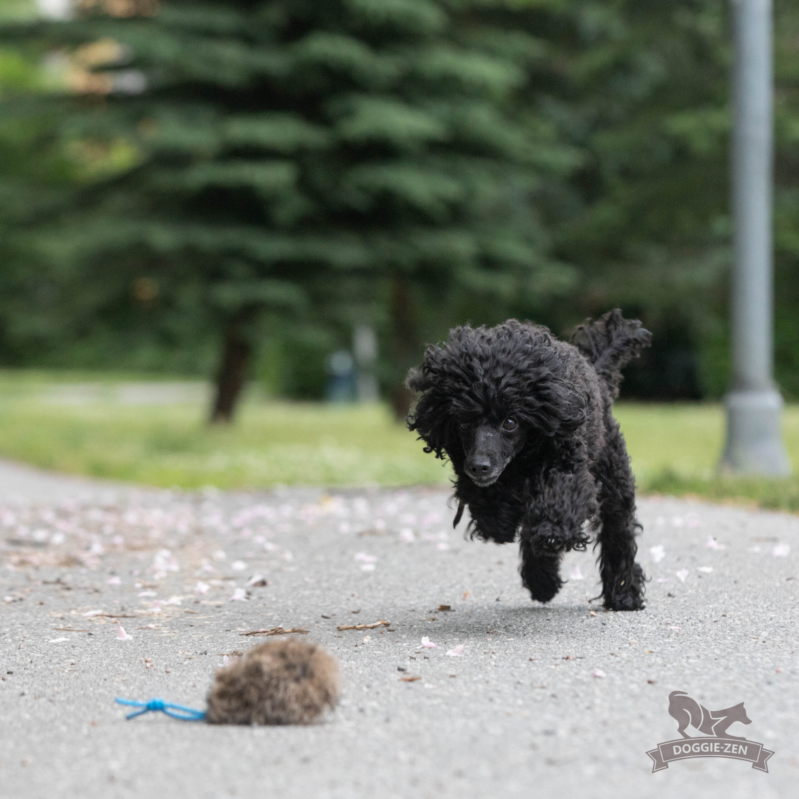 Doggie-Zen – Kaninpels-bold S - Billede 5