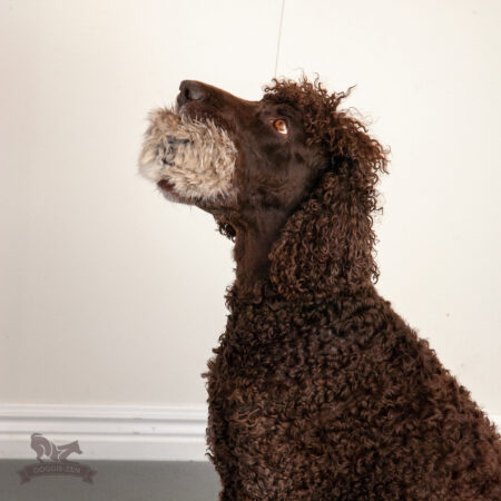 {{brizy_dc_image_alt entityId=