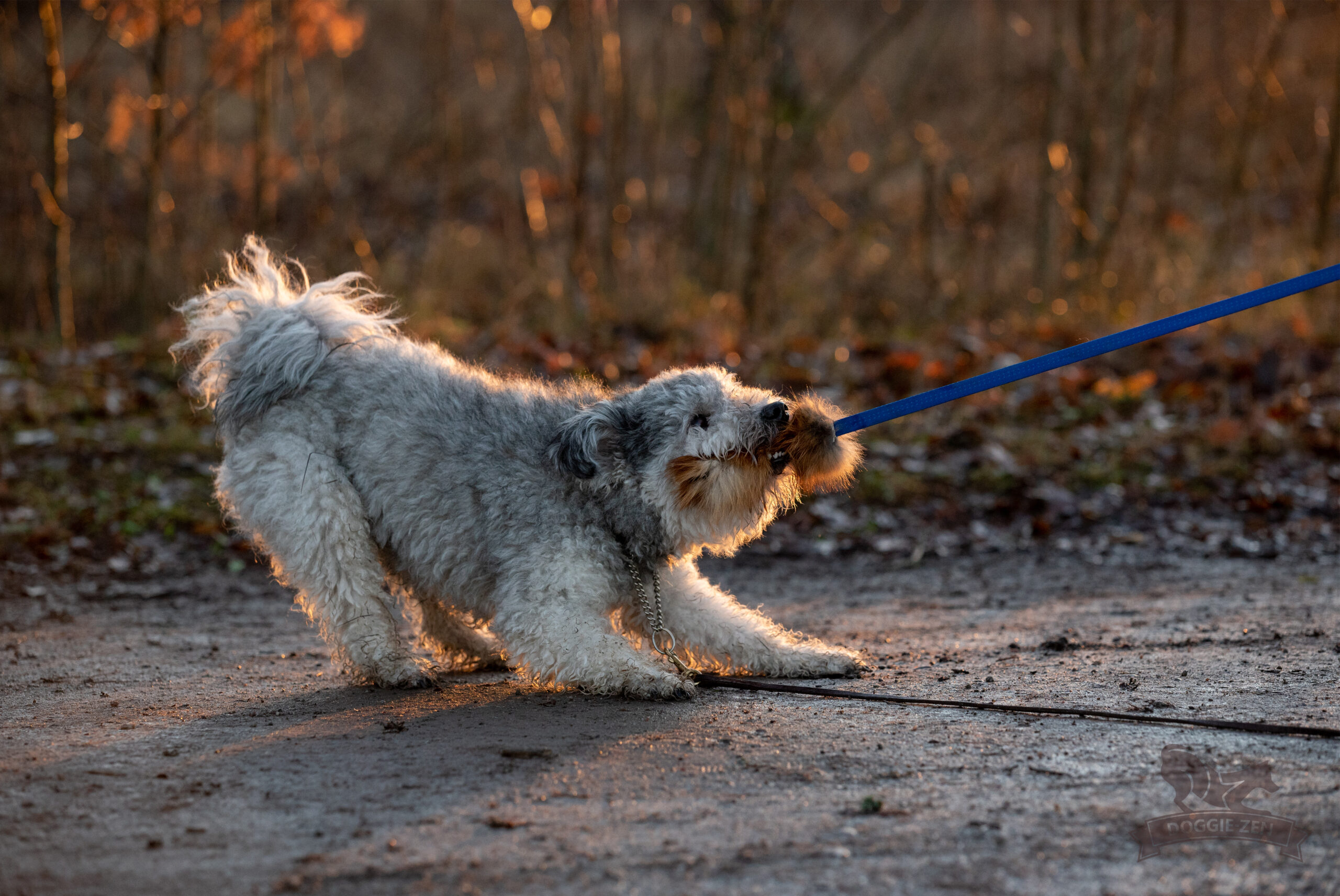 Doggie-Zen – Chaser med ræv str. S - Billede 3