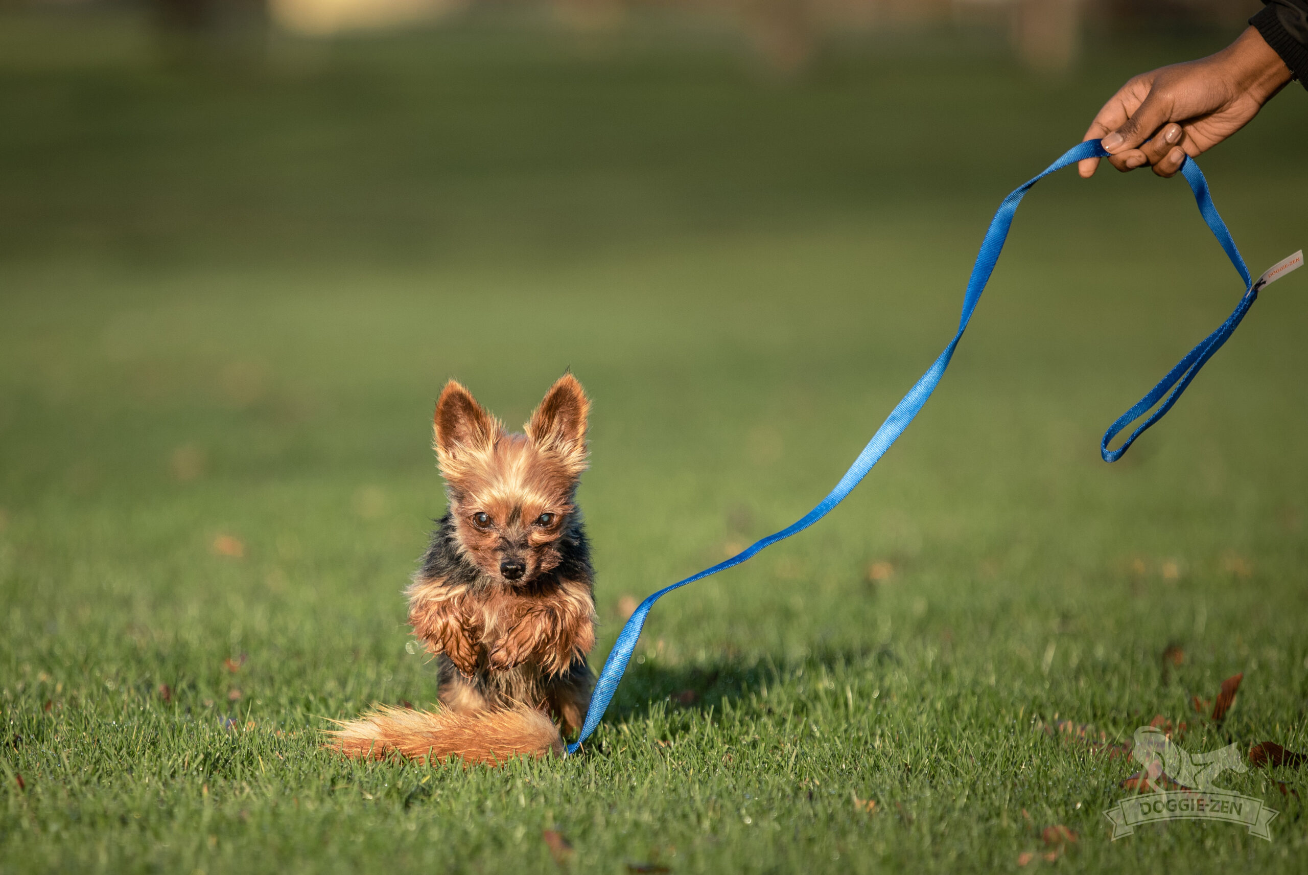 Doggie-Zen – Chaser med ræv str. S - Billede 9