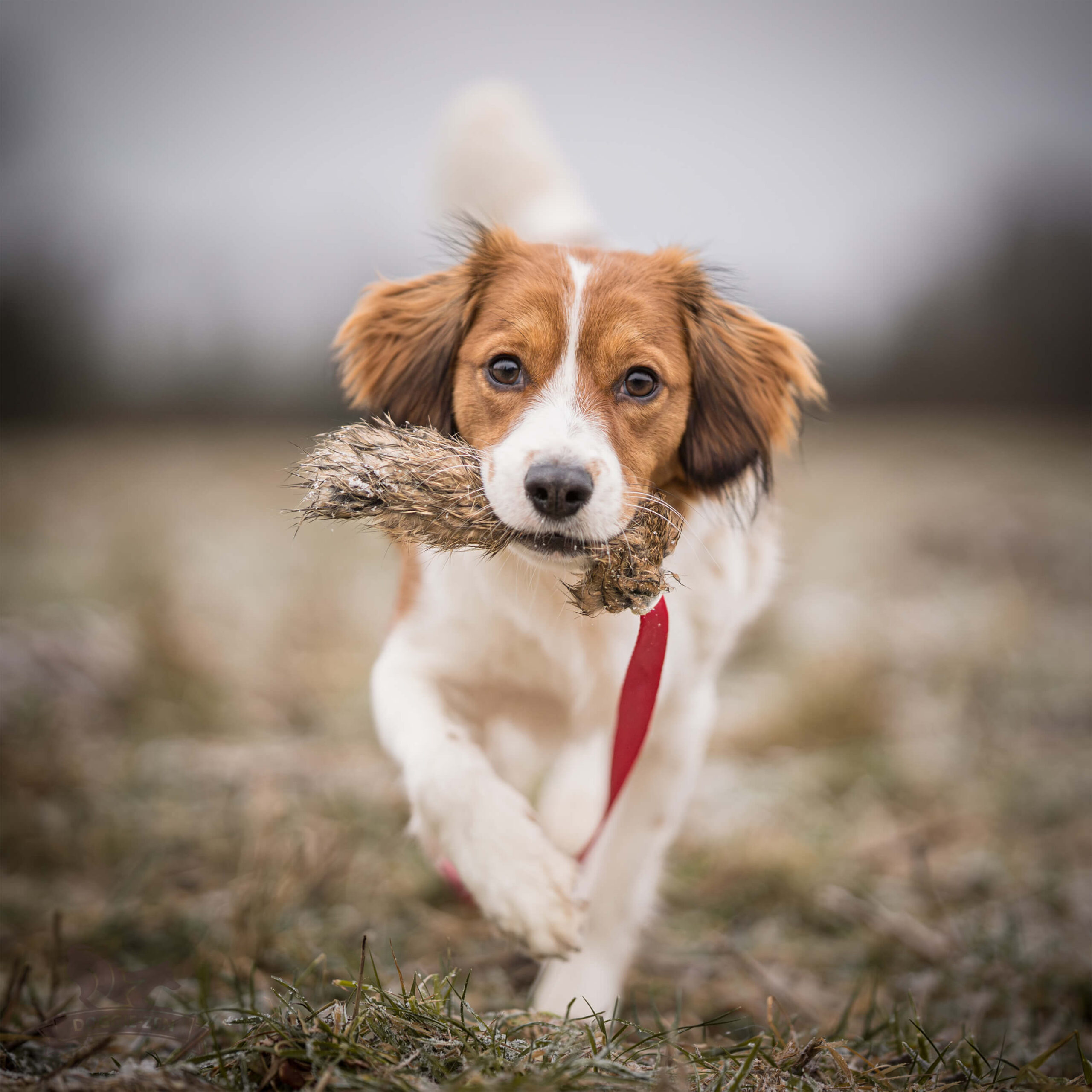 Doggie-Zen – Chaser med kanin str. S