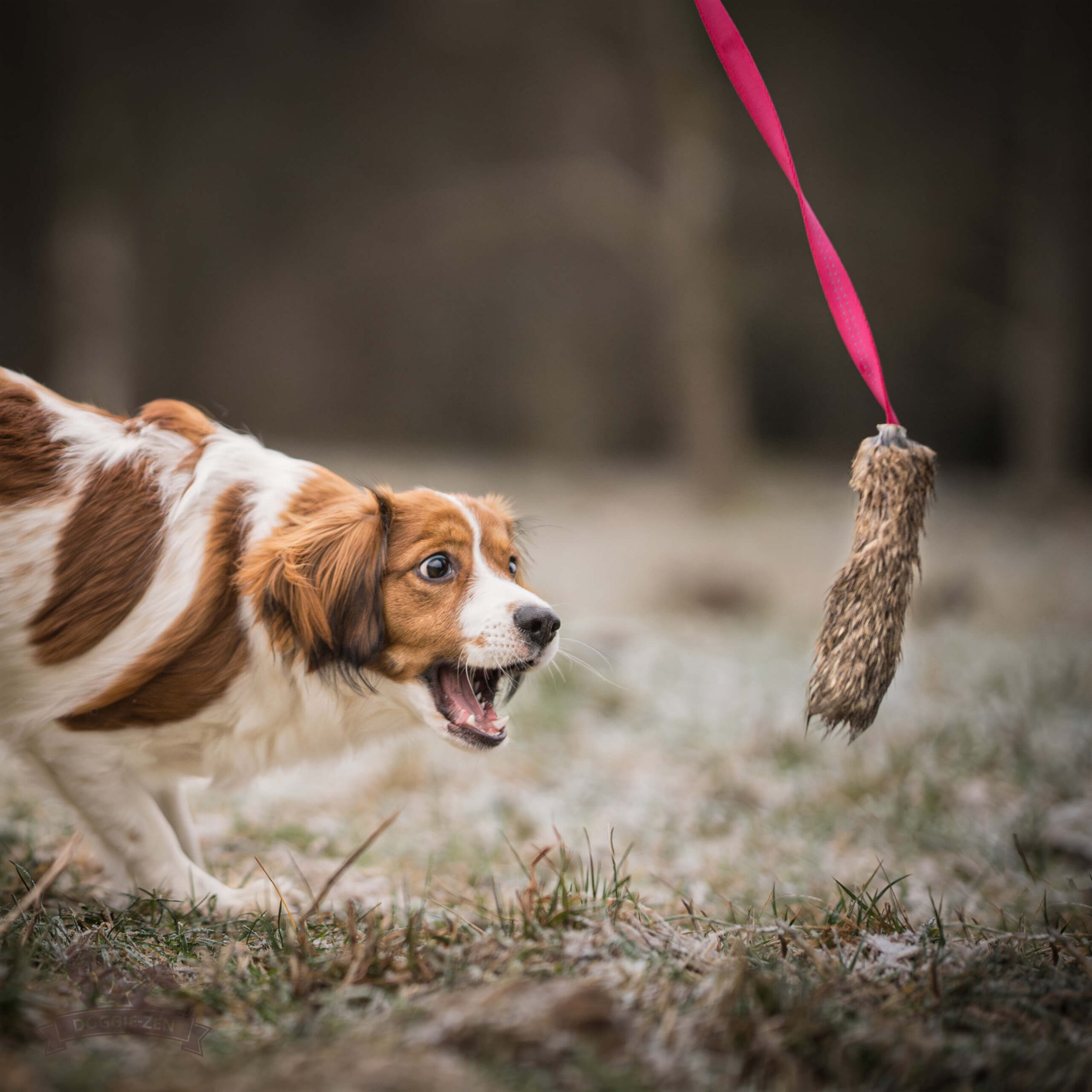 Doggie-Zen – Chaser med kanin str. S - Billede 3